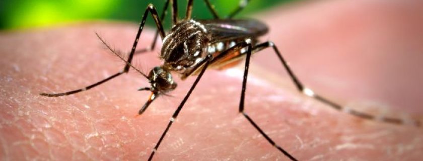 Sintomas da dengue