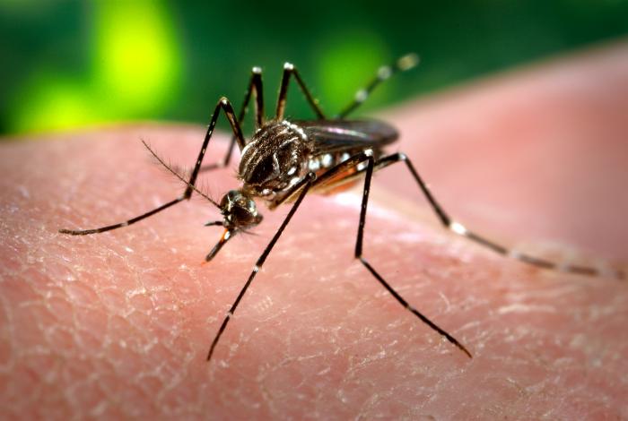 Sintomas da dengue Sintomas da dengue