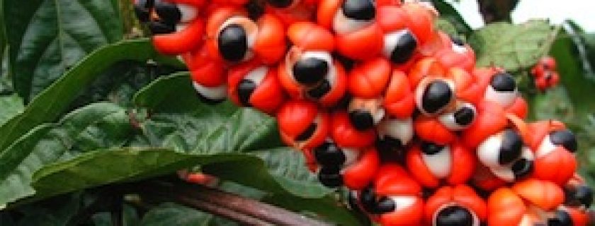 Contra-indicações e efeitos colaterais do guaraná
