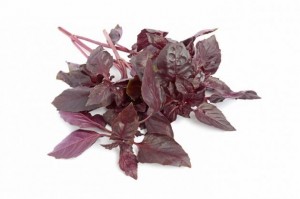 propriedades de manjericao roxo