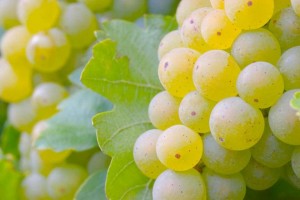 benefícios das uvas verdes