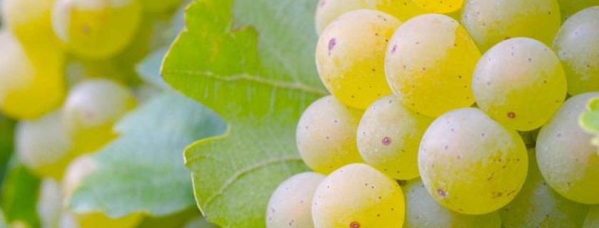 Benefícios das uvas verdes