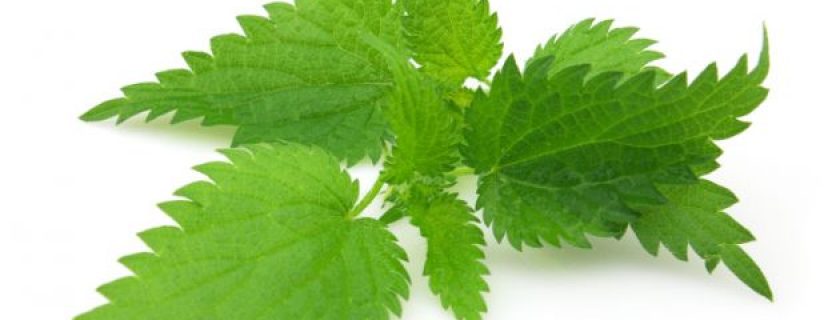 Propriedades da urtiga verde