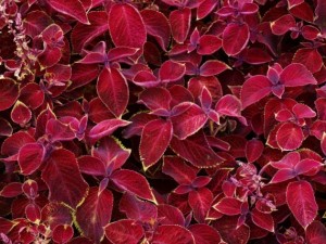 propriedades medicinais da urtiga roxa