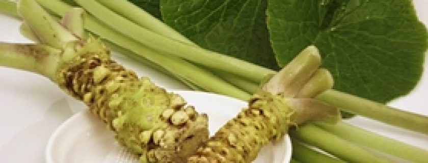 Benefícios do wasabi para a saúde