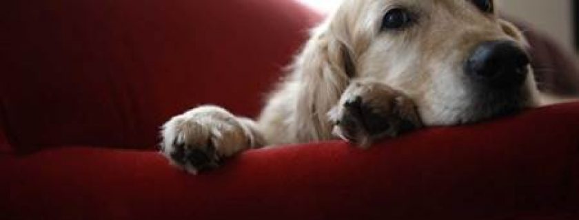Terapia com cães contra a depressão