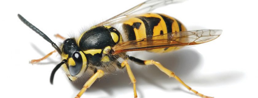 Como saber se você é alérgico a abelhas e vespas