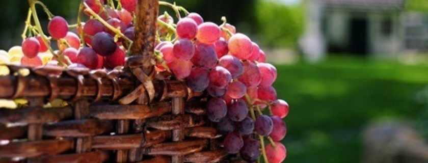 Uvas: Ideal para nos proteger da radiação solar no verão