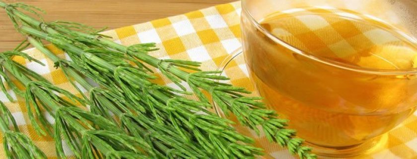 Cavalinha: 14 benefícios desta incrível planta para a saúde