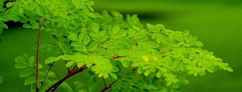 Benefícios do azeite de moringa para a beleza