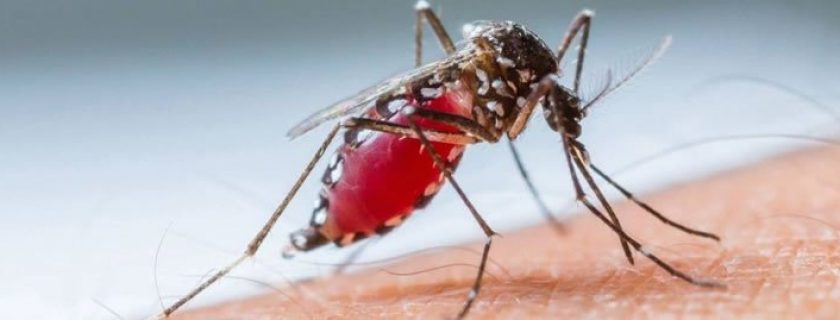Zika Vírus: sintomas, tratamentos e prevenção