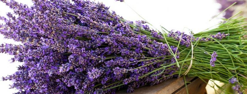 As melhores propriedades curativas da lavanda