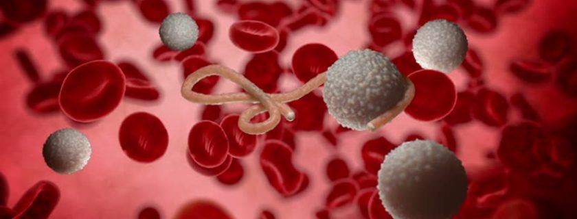 O que é o vírus ebola e como podemos evita-lo
