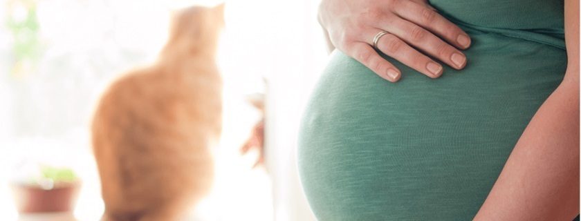 O que é toxoplasmose, quais seus sintomas e tratamentos