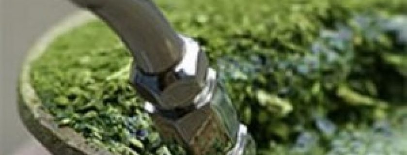 Chá de Erva-Mate ajuda a combater a diabete tipo 2