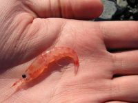 Conheça os benefícios de comer Krill