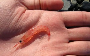 Beneficios-de-consumir-krill-2 Conheça os benefícios de comer Krill
