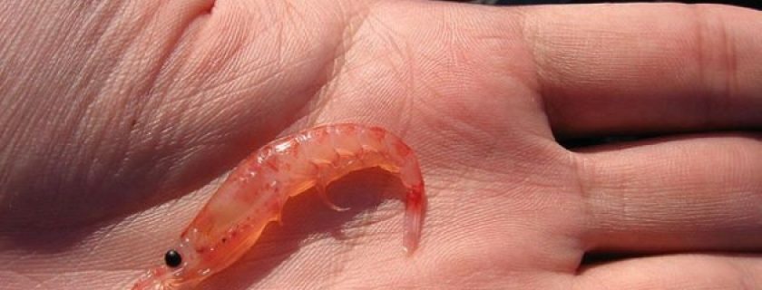Conheça os benefícios de comer Krill