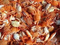 Benefícios da quitosana para a saúde