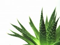 Creme anti ruga com aloe