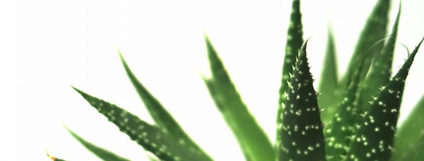 Creme anti ruga com aloe