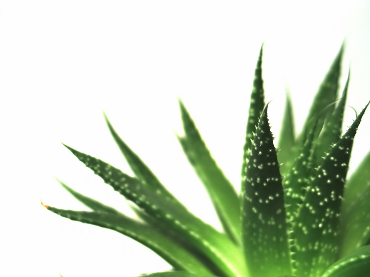 Creme anti ruga com Aloe Creme anti ruga com aloe