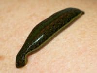 Benefícios das sanguessugas para a saúde humana: Mito ou realidade