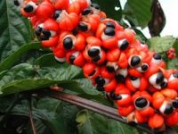 Contra-indicações e efeitos colaterais do guaraná