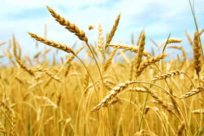 Propriedades do germen de trigo