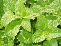 Benefícios da erva-cidreira para a saúde