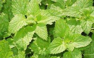 beneficios da erva-cidreira para a saude