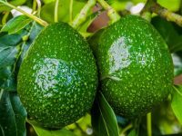 Benefícios da folha de abacate