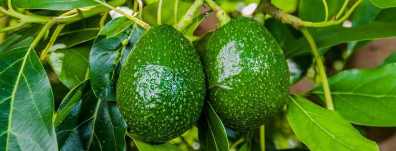 Benefícios da folha de abacate