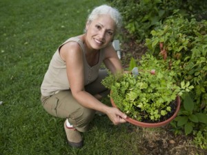 como cultivar plantas medicinais em casa