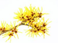 Hamamelis e suas propriedades medicinais