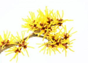hamamelis e suas propriedades medicinais