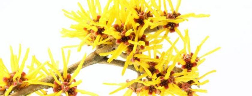 Hamamelis e suas propriedades medicinais