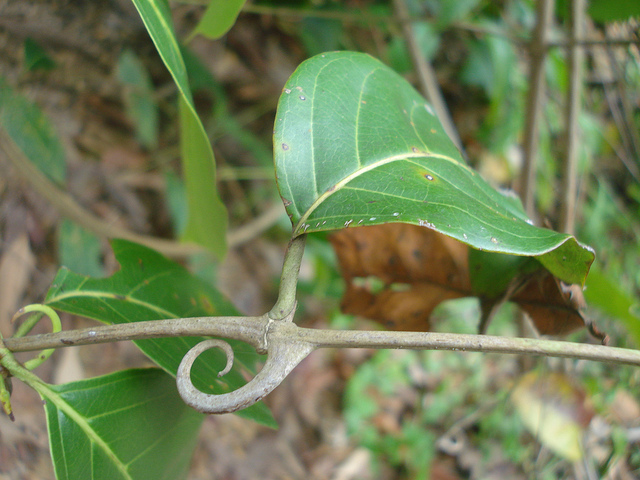 Rabo De Gato Uma Planta Rasteira Super Linda Youtube