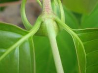 Usos e benefícios da unha de gato para a saúde