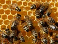 O que é a Apiterapia?