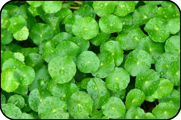 propriedades da Centelha Asiática