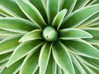 Propriedades da planta agave