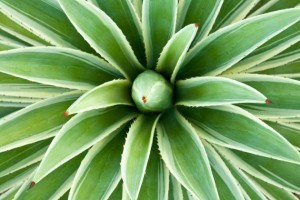 propriedades da planta agave