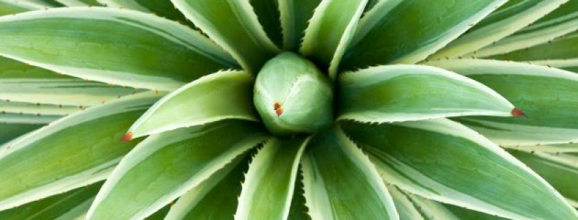 Propriedades da planta agave