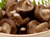 Propriedades dos cogumelos Shiitake