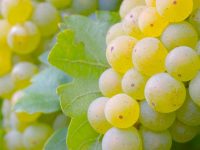 Benefícios das uvas verdes