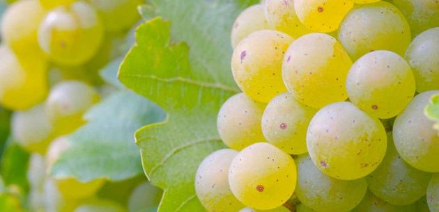 Benefícios das uvas verdes