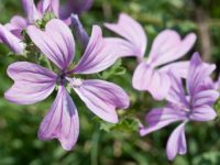 Propriedades curativas da malva