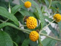 Propriedades do mático