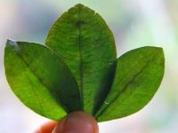 Usos medicinais da folha de coca
